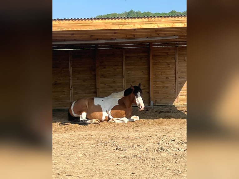 American Quarter Horse Mix Castrone 10 Anni 152 cm Pezzato in Buggingen