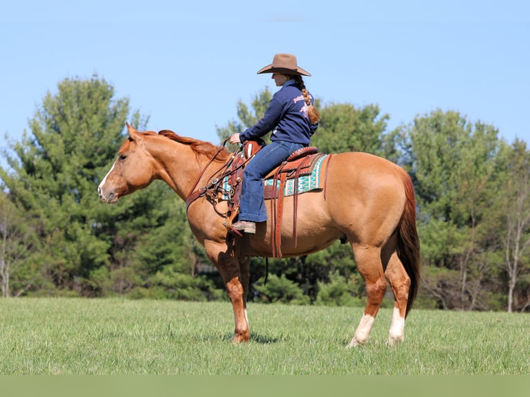 American Quarter Horse Castrone 10 Anni 152 cm Red dun in Clarion