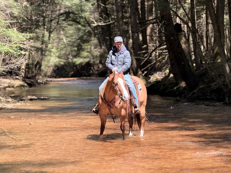 American Quarter Horse Castrone 10 Anni 152 cm Red dun in Clarion