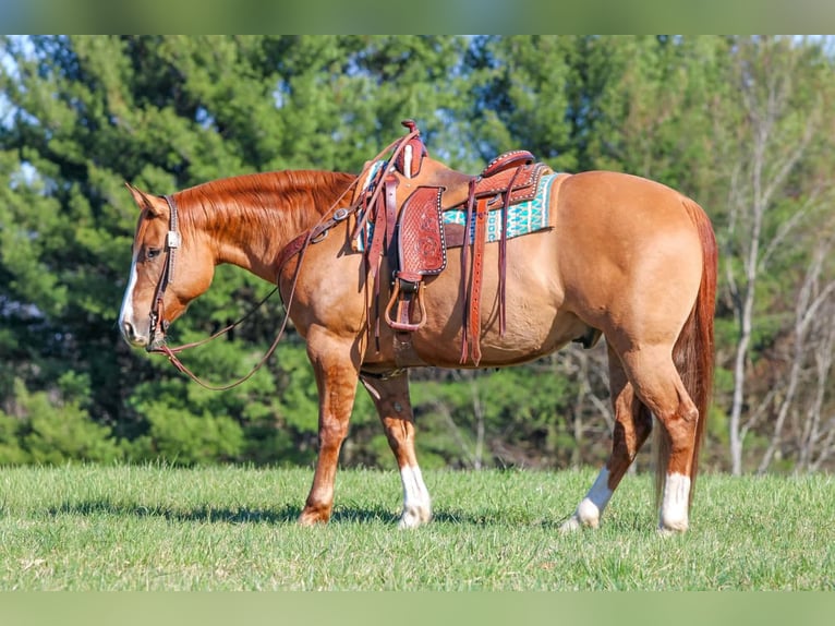 American Quarter Horse Castrone 10 Anni 152 cm Red dun in Clarion