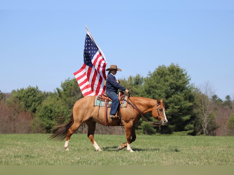 American Quarter Horse Castrone 10 Anni 152 cm Red dun in Clarion