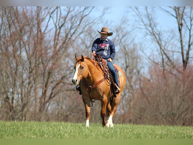 American Quarter Horse Castrone 10 Anni 152 cm Red dun in Clarion