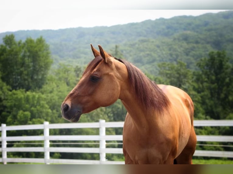 American Quarter Horse Castrone 10 Anni 152 cm Red dun in Millerstown, PA