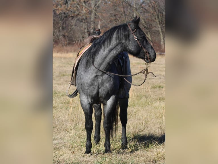 American Quarter Horse Castrone 10 Anni 152 cm Roano blu in Charleston IL