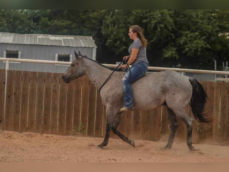 American Quarter Horse Castrone 10 Anni 152 cm Roano blu in Charleston IL