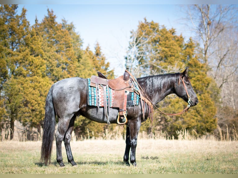 American Quarter Horse Castrone 10 Anni 152 cm Roano blu in Greenville KY