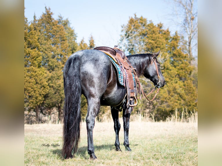 American Quarter Horse Castrone 10 Anni 152 cm Roano blu in Greenville KY