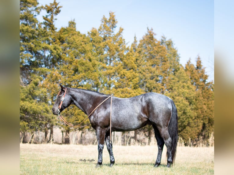 American Quarter Horse Castrone 10 Anni 152 cm Roano blu in Greenville KY