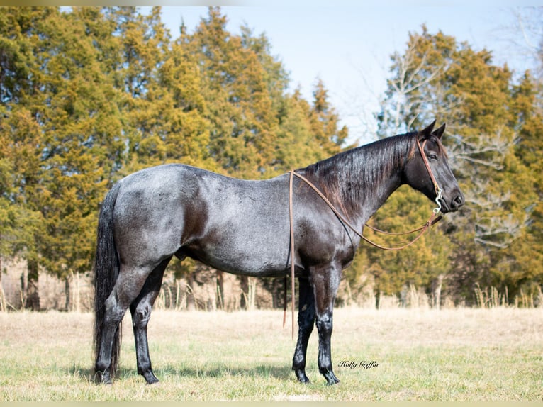 American Quarter Horse Castrone 10 Anni 152 cm Roano blu in Greenville KY