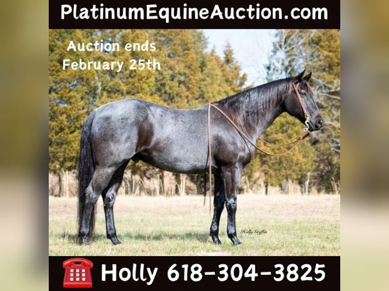 American Quarter Horse Castrone 10 Anni 152 cm Roano blu in Greenville KY