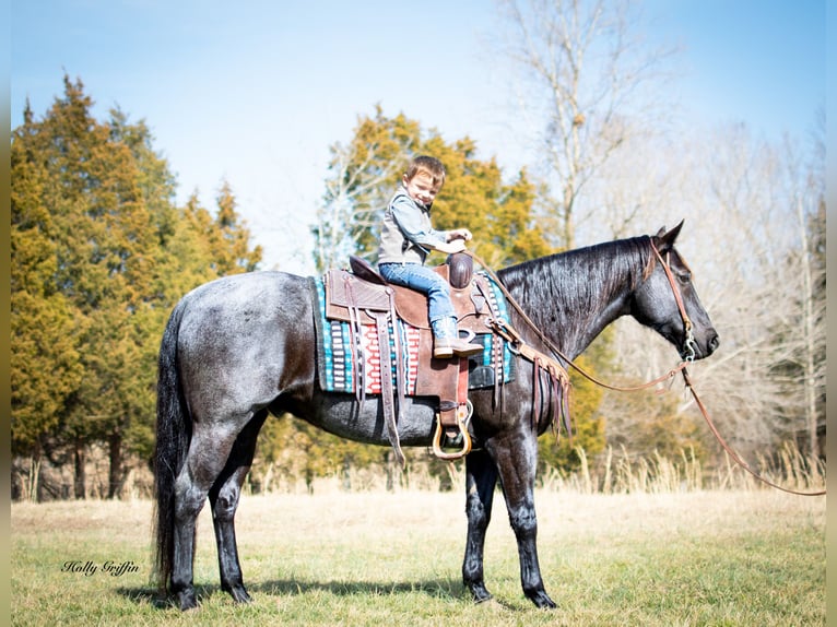 American Quarter Horse Castrone 10 Anni 152 cm Roano blu in Greenville KY