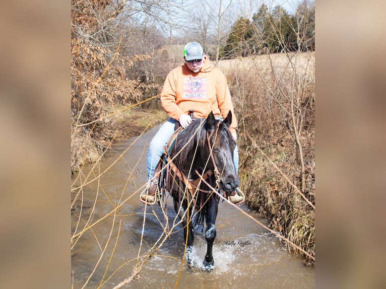 American Quarter Horse Castrone 10 Anni 152 cm Roano blu in Greenville KY