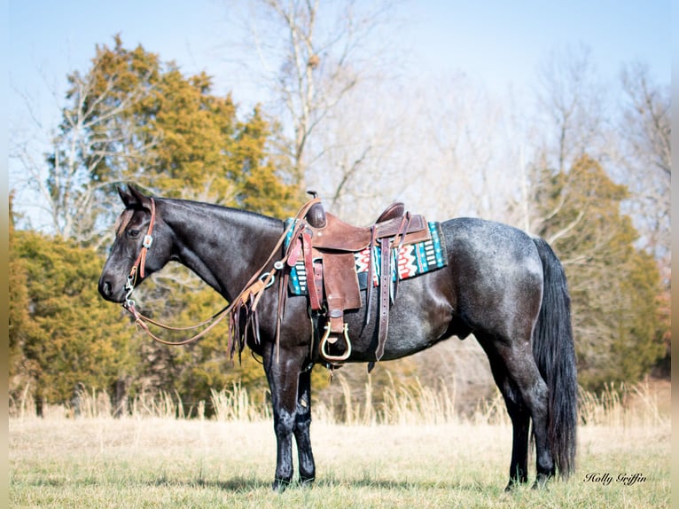 American Quarter Horse Castrone 10 Anni 152 cm Roano blu in Greenville KY