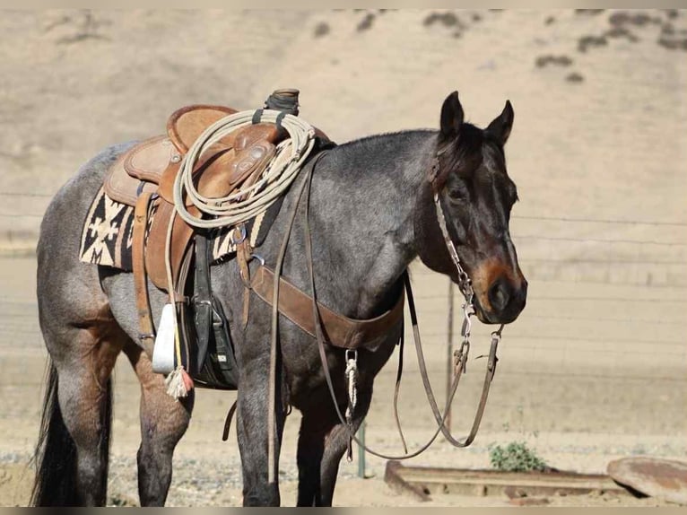 American Quarter Horse Castrone 10 Anni 152 cm Roano blu in Paicines CA
