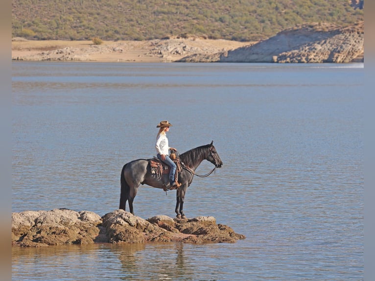 American Quarter Horse Castrone 10 Anni 152 cm Roano blu in Cave Creek, AZ