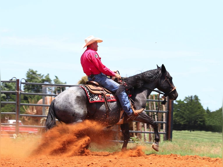 American Quarter Horse Castrone 10 Anni 152 cm Roano blu in Cave Creek, AZ