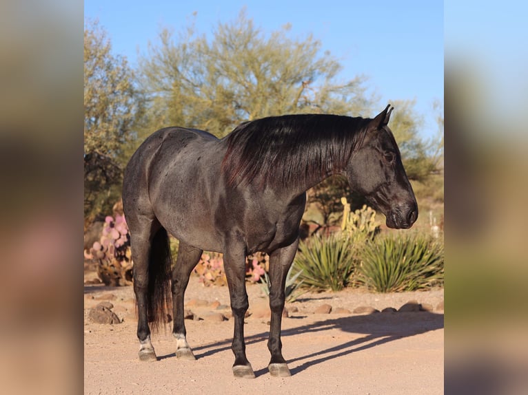 American Quarter Horse Castrone 10 Anni 152 cm Roano blu in Cave Creek, AZ