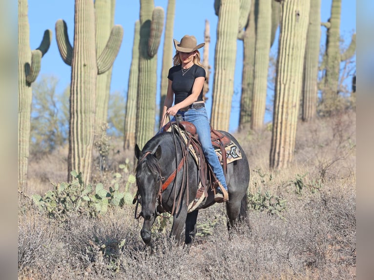 American Quarter Horse Castrone 10 Anni 152 cm Roano blu in Cave Creek, AZ