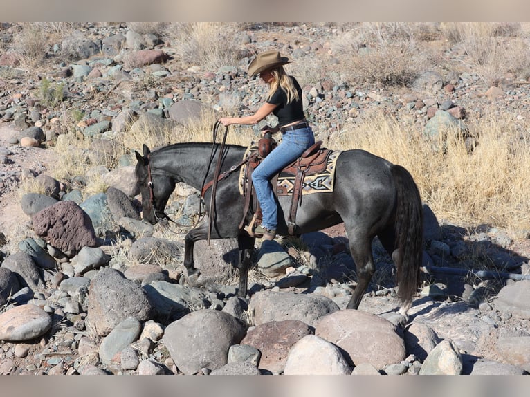 American Quarter Horse Castrone 10 Anni 152 cm Roano blu in Cave Creek, AZ