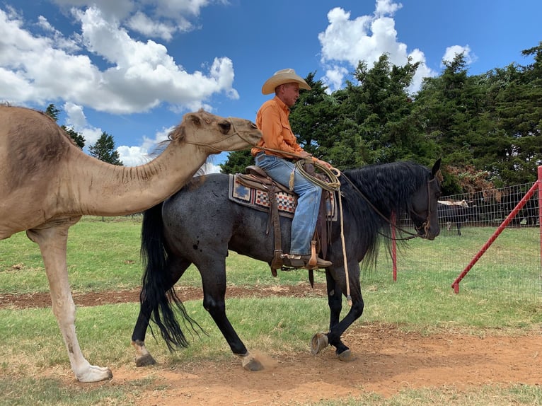 American Quarter Horse Castrone 10 Anni 152 cm Roano blu in Cave Creek, AZ