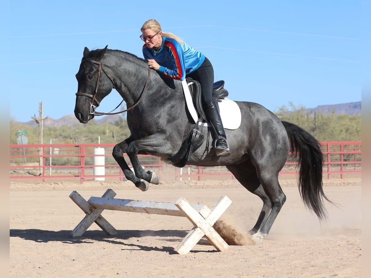 American Quarter Horse Castrone 10 Anni 152 cm Roano blu in Cave Creek, AZ