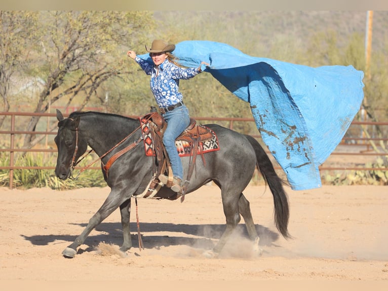 American Quarter Horse Castrone 10 Anni 152 cm Roano blu in Cave Creek, AZ