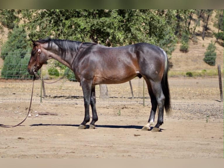 American Quarter Horse Castrone 10 Anni 152 cm Roano blu in Tres Pinos