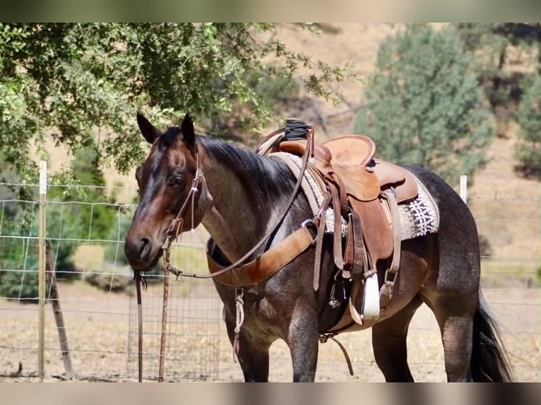 American Quarter Horse Castrone 10 Anni 152 cm Roano blu in Tres Pinos