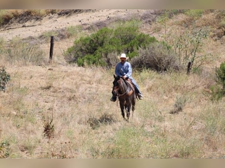 American Quarter Horse Castrone 10 Anni 152 cm Roano blu in Tres Pinos