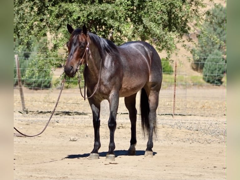 American Quarter Horse Castrone 10 Anni 152 cm Roano blu in Tres Pinos