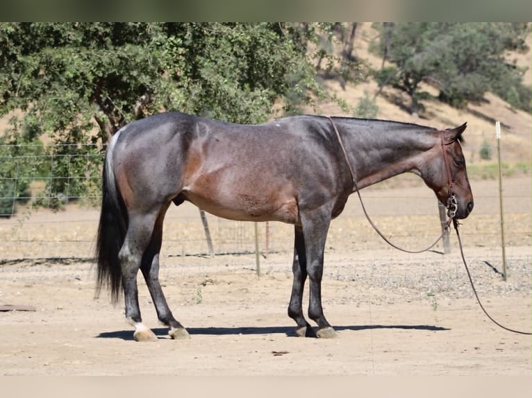 American Quarter Horse Castrone 10 Anni 152 cm Roano blu in Tres Pinos