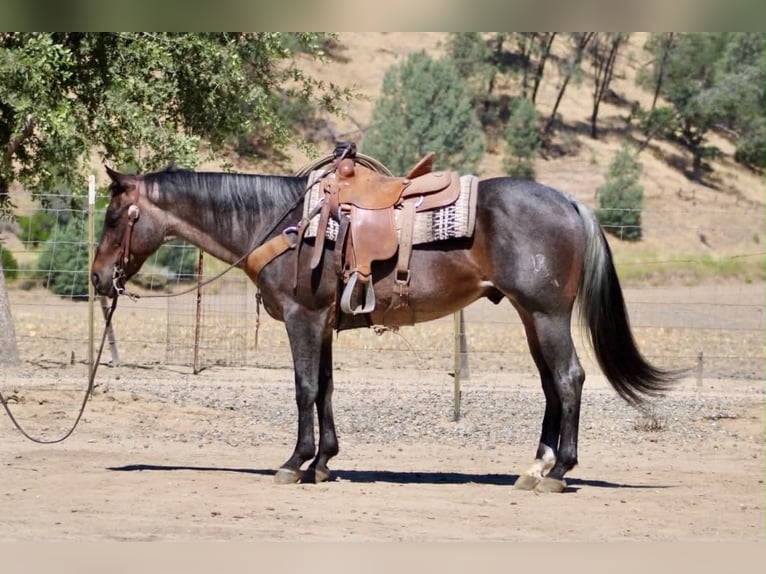 American Quarter Horse Castrone 10 Anni 152 cm Roano blu in Tres Pinos
