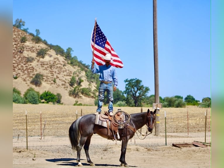 American Quarter Horse Castrone 10 Anni 152 cm Roano blu in Tres Pinos