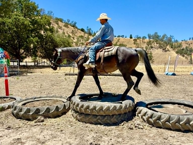 American Quarter Horse Castrone 10 Anni 152 cm Roano blu in Tres Pinos