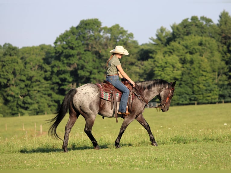 American Quarter Horse Castrone 10 Anni 152 cm Roano blu in Clarion