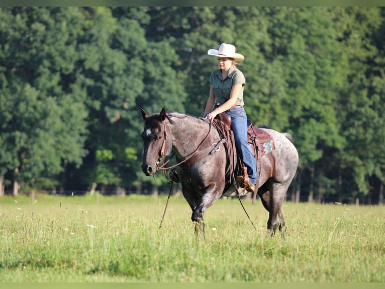American Quarter Horse Castrone 10 Anni 152 cm Roano blu in Clarion
