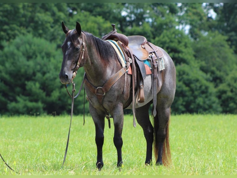 American Quarter Horse Castrone 10 Anni 152 cm Roano blu in Clarion, PA