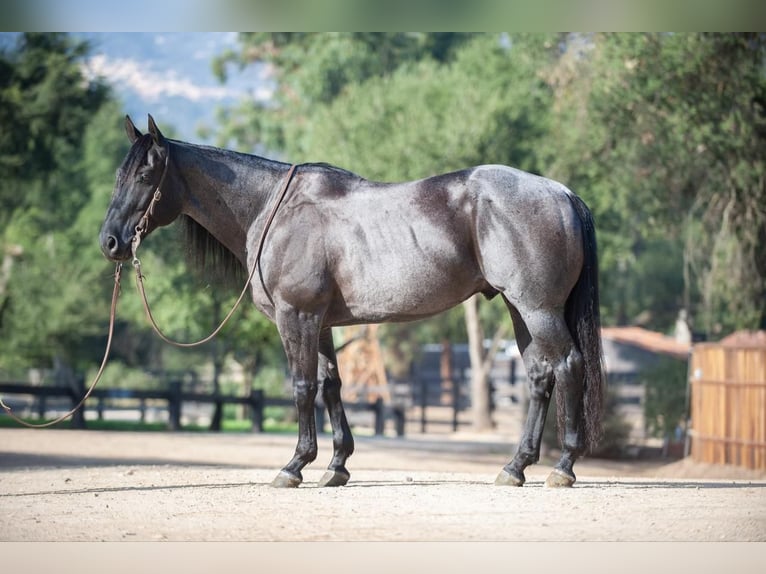American Quarter Horse Mix Castrone 10 Anni 152 cm Roano blu in Joshua, TX