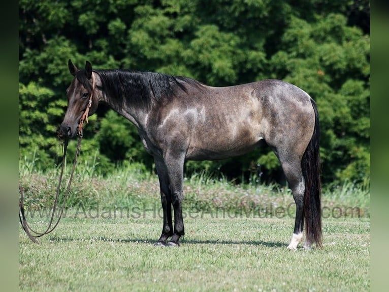 American Quarter Horse Castrone 10 Anni 152 cm Roano blu in Mount Vernon