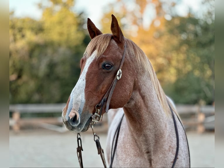 American Quarter Horse Castrone 10 Anni 152 cm Roano rosso in Bitterwater CA