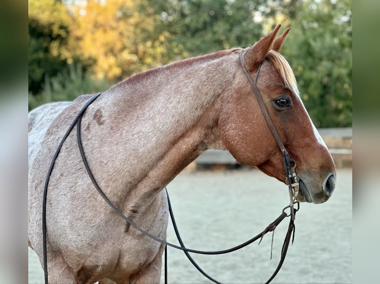 American Quarter Horse Castrone 10 Anni 152 cm Roano rosso in Bitterwater CA