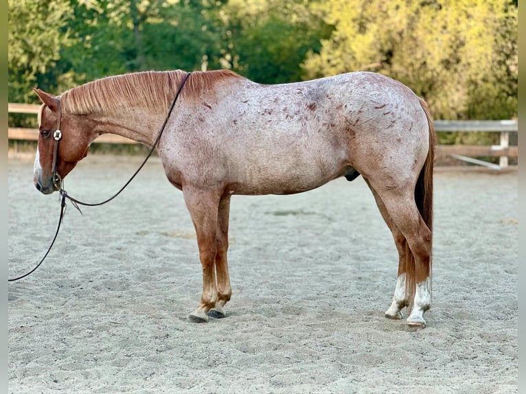 American Quarter Horse Castrone 10 Anni 152 cm Roano rosso in Bitterwater CA