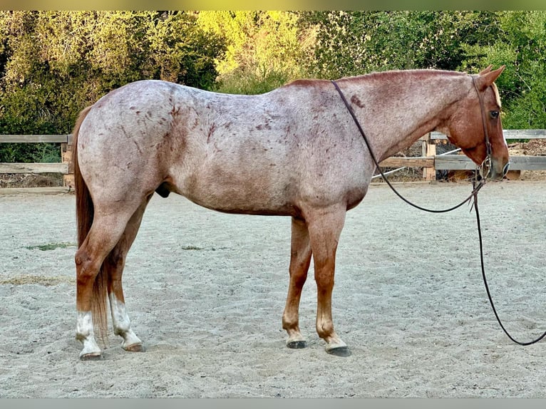 American Quarter Horse Castrone 10 Anni 152 cm Roano rosso in Bitterwater CA