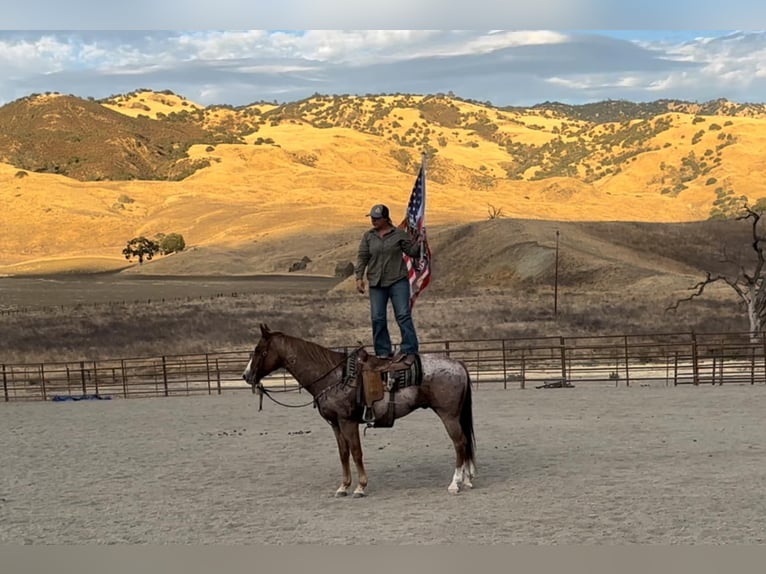 American Quarter Horse Castrone 10 Anni 152 cm Roano rosso in Bitterwater CA