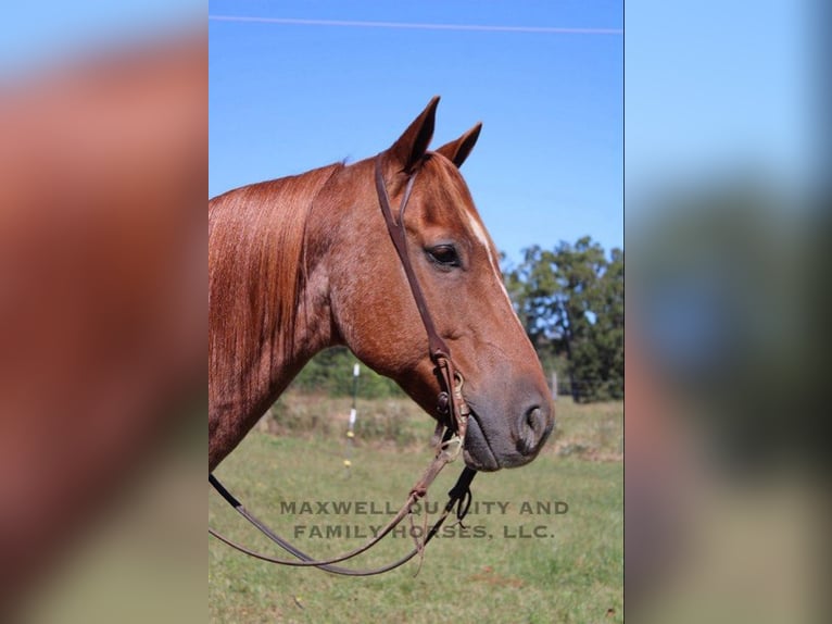 American Quarter Horse Castrone 10 Anni 152 cm Roano rosso in Cherryville NC