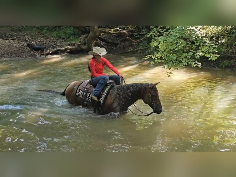 American Quarter Horse Castrone 10 Anni 152 cm Roano rosso in Robards KY