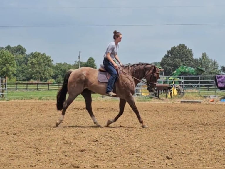 American Quarter Horse Castrone 10 Anni 152 cm Roano rosso in Robards KY