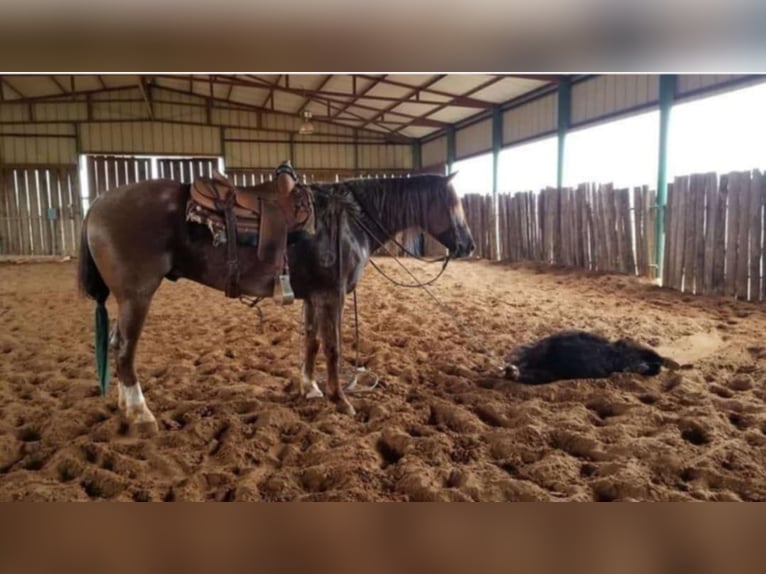 American Quarter Horse Castrone 10 Anni 152 cm Roano rosso in Robards KY