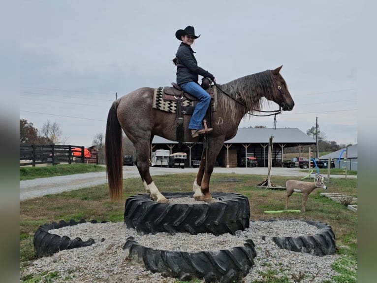 American Quarter Horse Castrone 10 Anni 152 cm Roano rosso in Robards KY