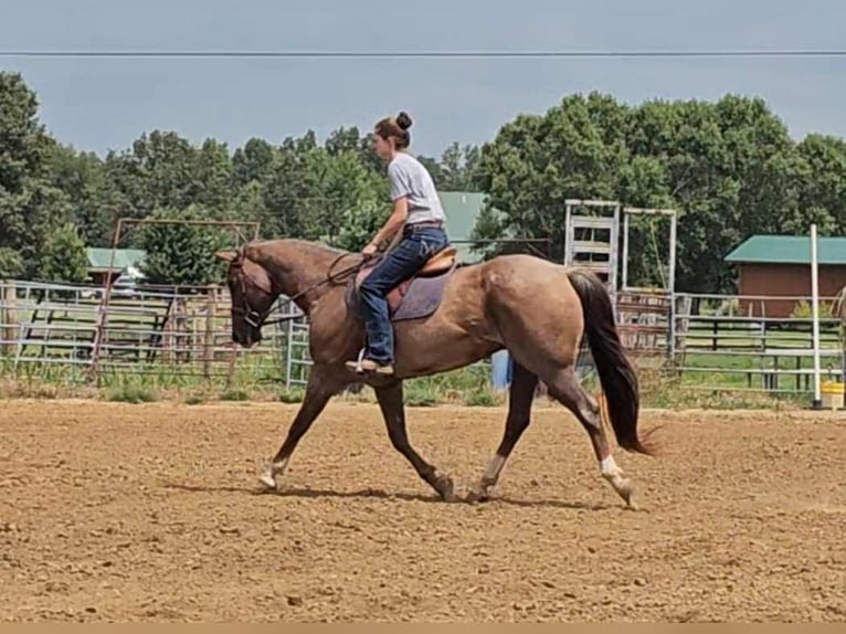 American Quarter Horse Castrone 10 Anni 152 cm Roano rosso in Robards KY